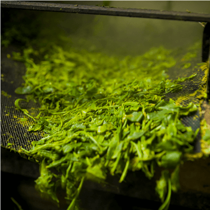 what makes green tea unique