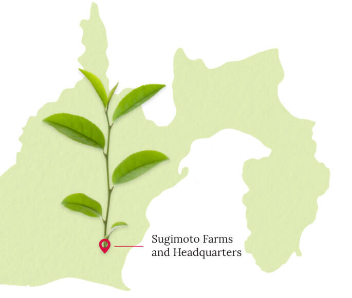 ethical-sustainable-tea-farming