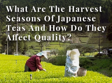 Image for Post - What Are The Harvest Seasons Of Japanese Teas And How Do They Affect Quality?