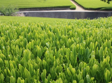 Image for Post - Shincha - Japan's First Tea Harvest of 2024