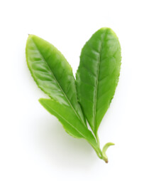 Image of Tea Leaf